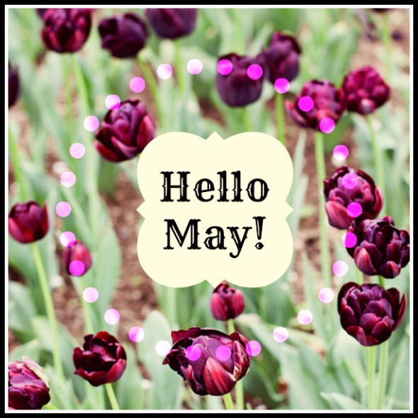 Purple tulips Hello May