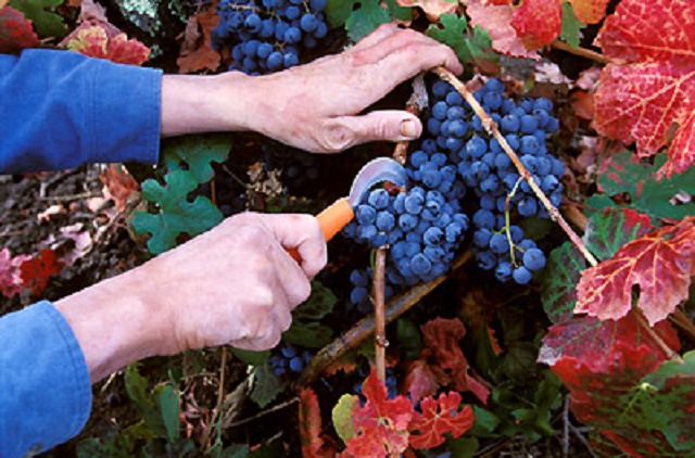 {image courtesy winebusiness.com}